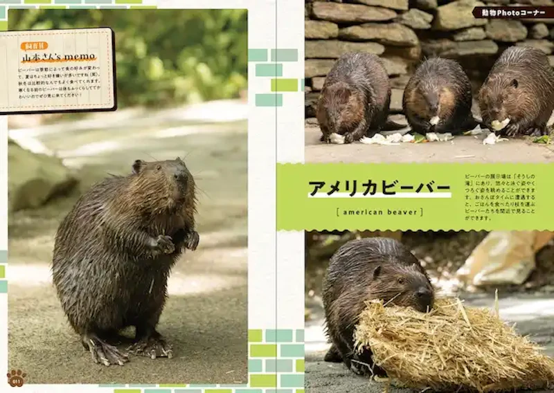どうぶつPhotoコーナー（アメリカビーバー）