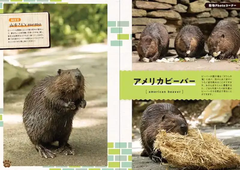 どうぶつPhotoコーナー(アメリカビーバー)