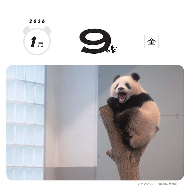 パンダ写真家・高氏貴博さん「毎日パンダ」日めくりカレンダー2026年版