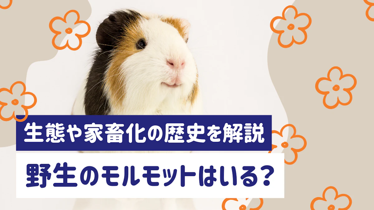 野生のモルモットっているの？原産地や生態、家畜化の歴史をわかりやすく解説