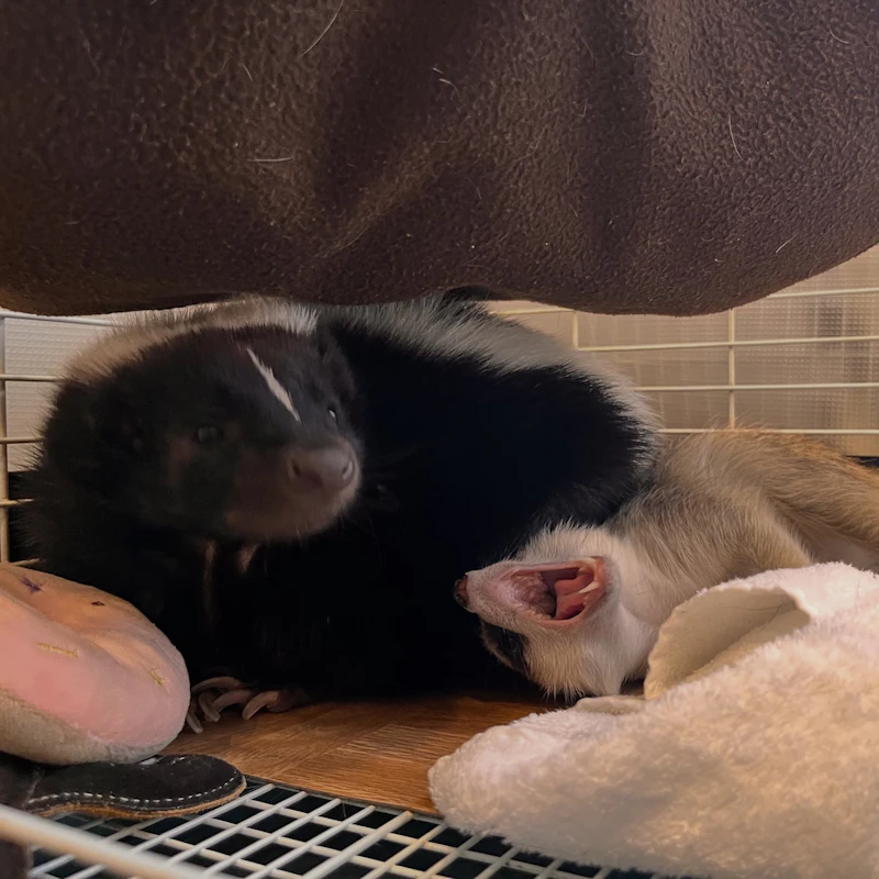 ミーアキャットとスカンク