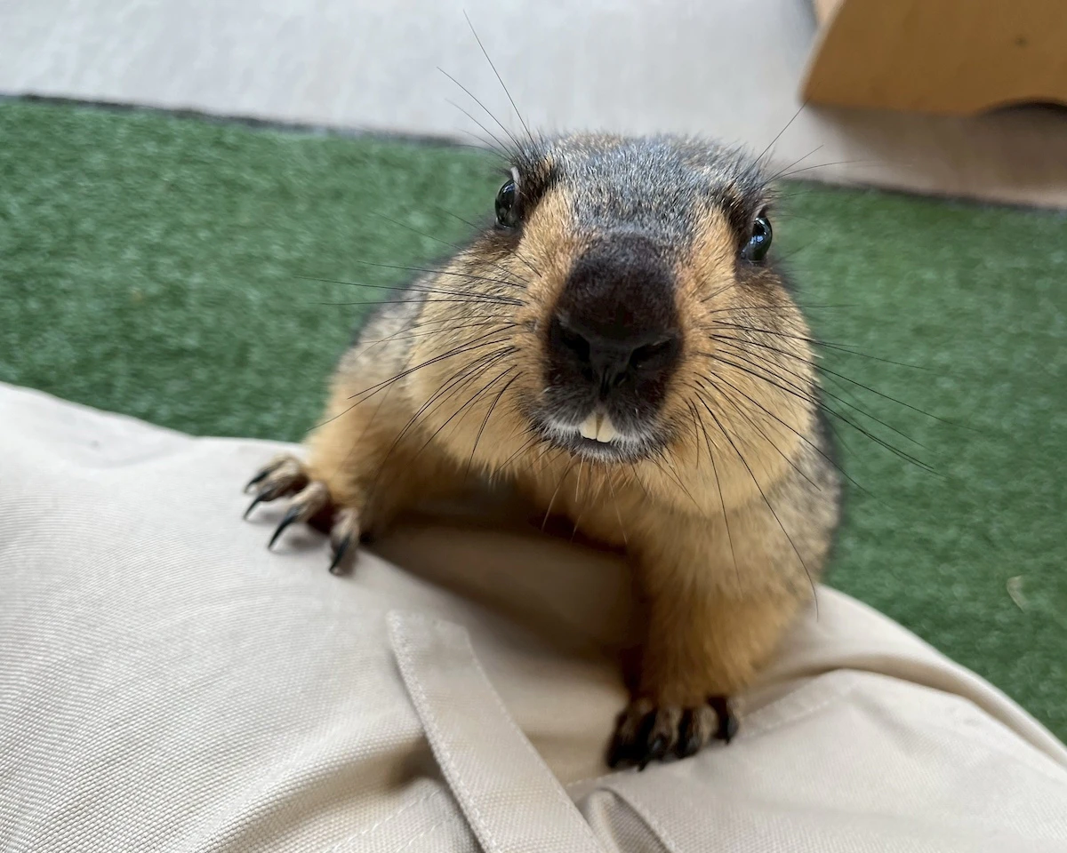 スタッフの足の上に登ってくるヒマラヤマーモット
