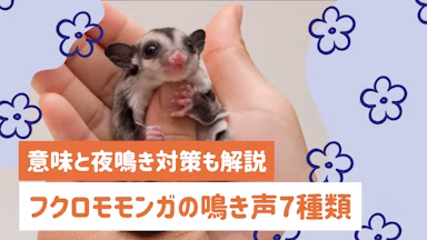 フクロモモンガの鳴き声7種類｜意味と気持ち、夜鳴き対策をわかりやすく解説のサムネイル画像