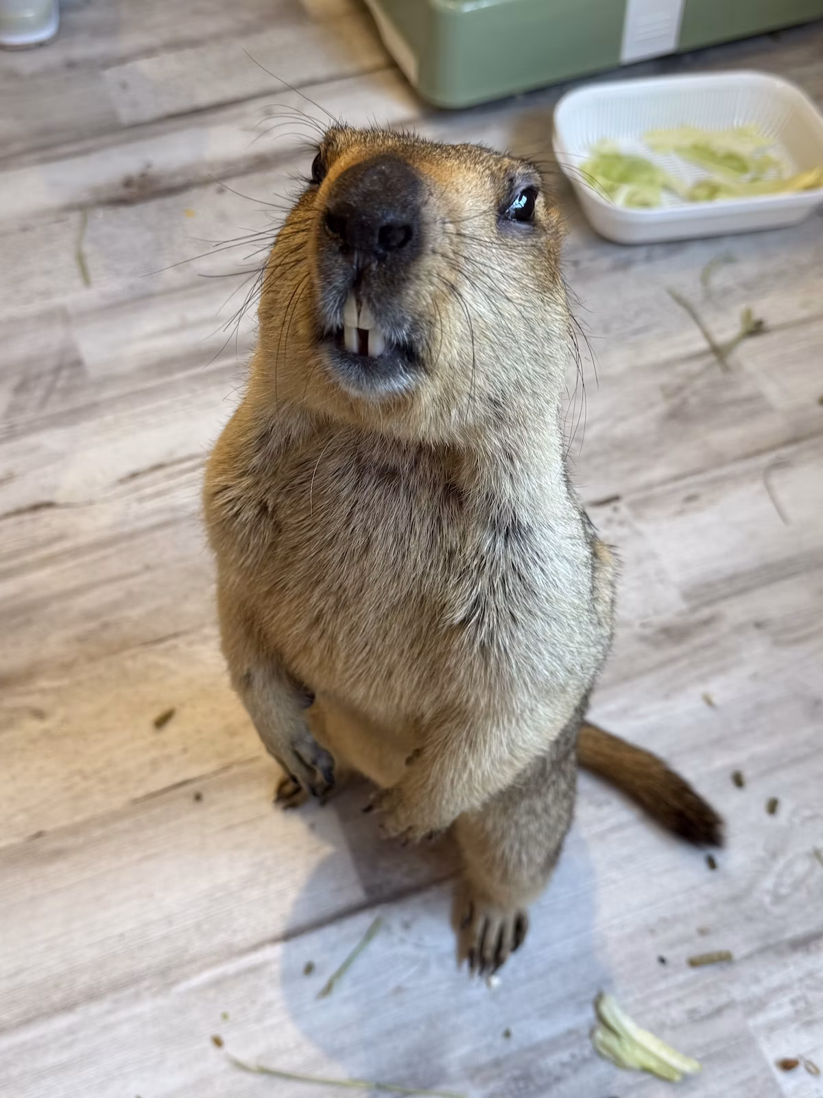日本初！マーモット専門カフェ「マーモット村」が中野にオープン