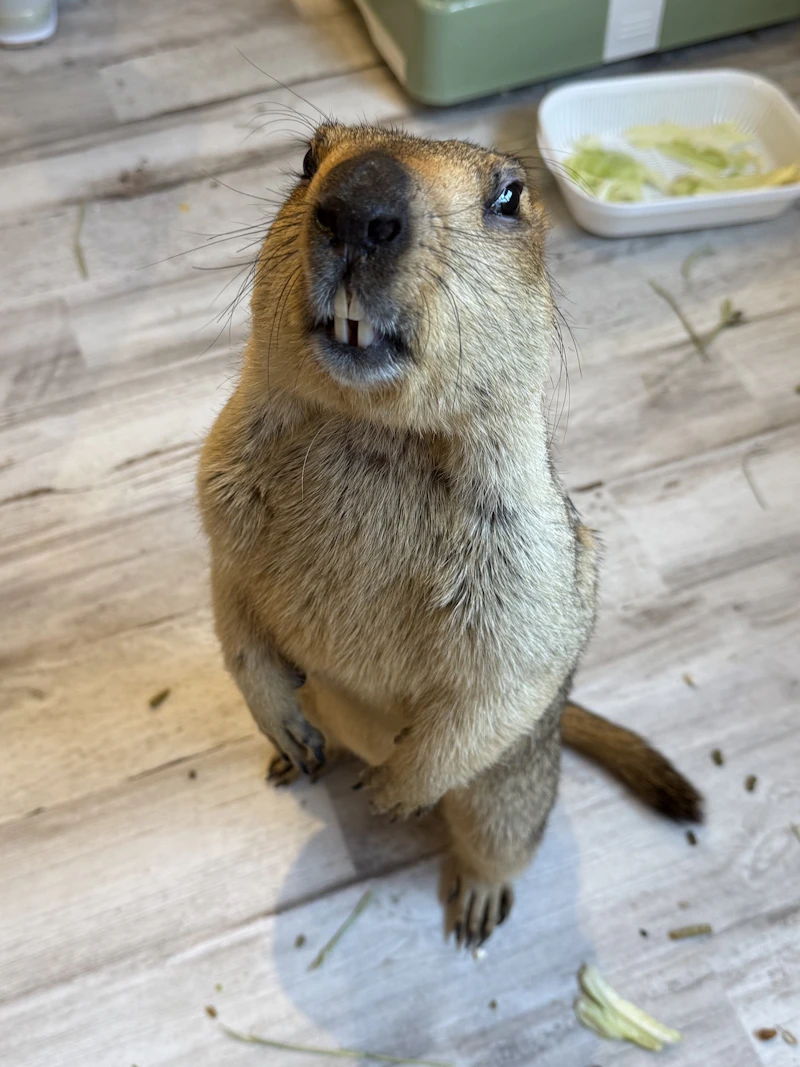 直立しておやつをおねだりするマーモット