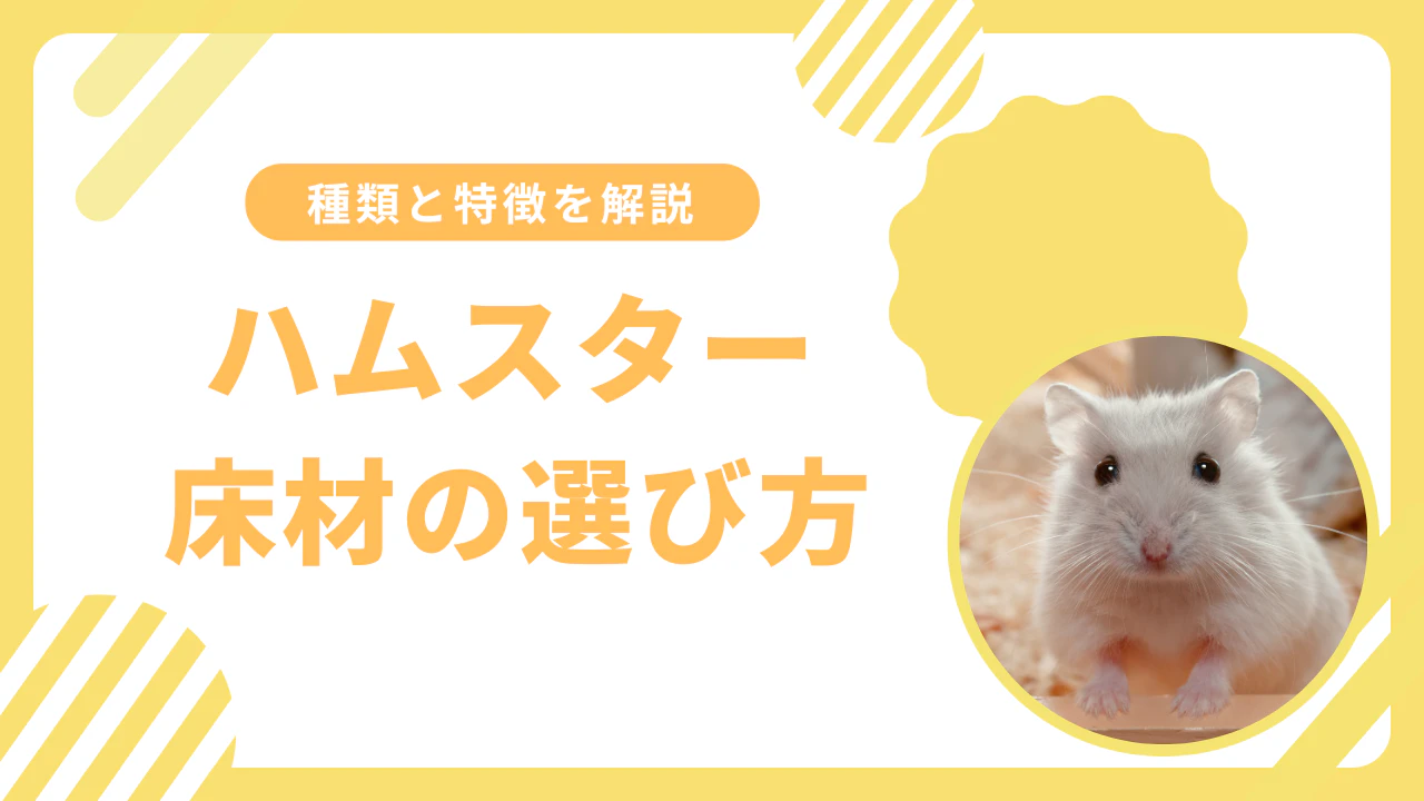 ハムスターの床材選びで失敗しない！種類別の特徴と安全な選び方を解説のサムネイル画像