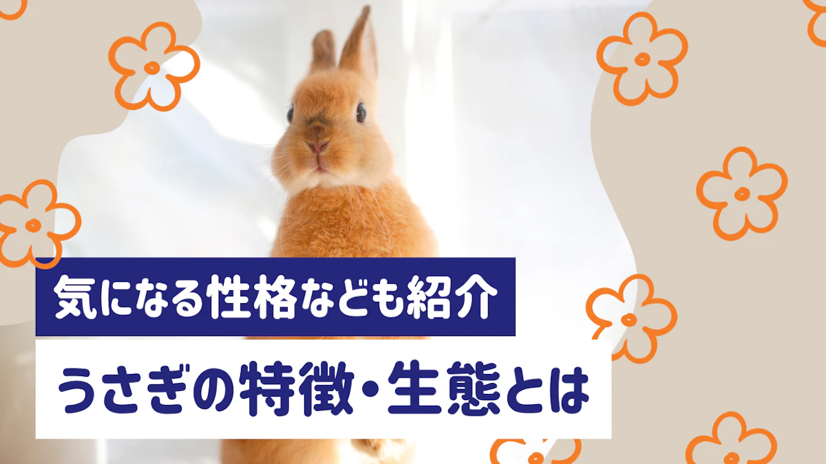 うさぎの特徴とは？体のつくり・生態・性格をわかりやすく解説のサムネイル画像