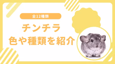 チンチラの種類12選！毛の色や値段を徹底解説のサムネイル画像
