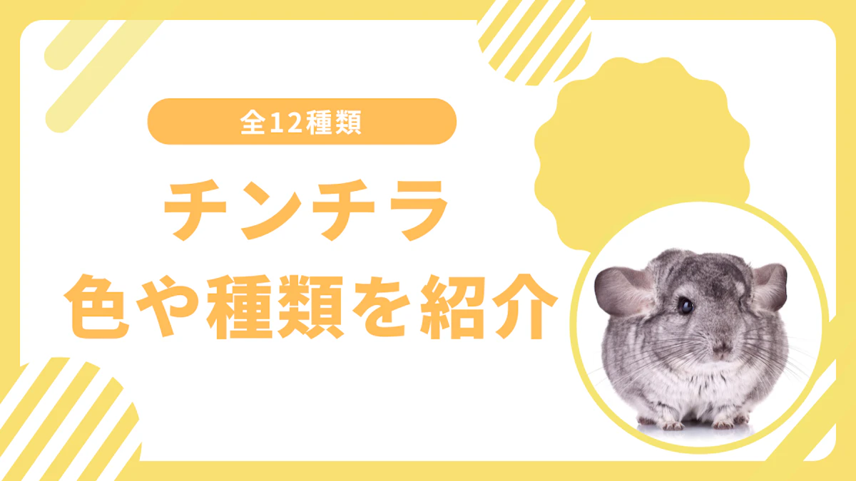 チンチラの種類12選！毛の色や値段を徹底解説