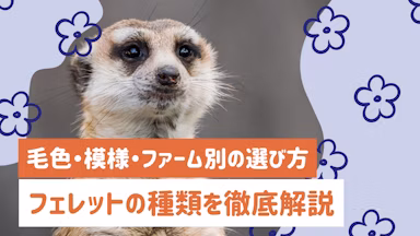 【保存版】フェレットの種類を徹底解説｜毛色・模様・ファーム別の特徴と選び方のサムネイル画像