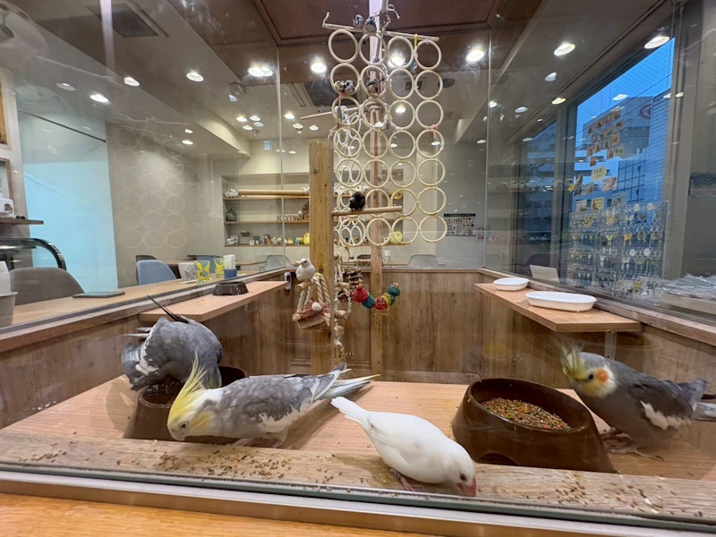 セキセイインコから大型オウムまで、個性豊かな住人たち