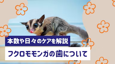 フクロモモンガの歯は何本？構造やトラブル、日々のケアを徹底解説のサムネイル画像