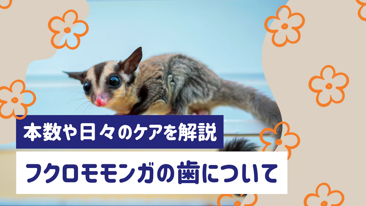 フクロモモンガの歯は何本?構造やトラブル、日々のケアを徹底解説のサムネイル画像