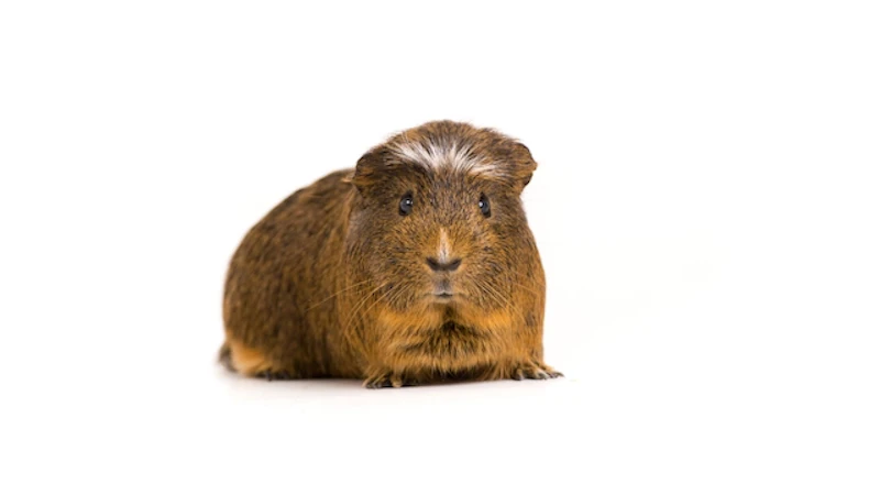 クレステッドモルモット