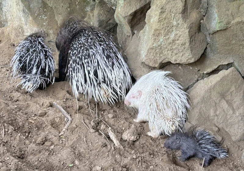 親、双子のきょうだい、赤ちゃん