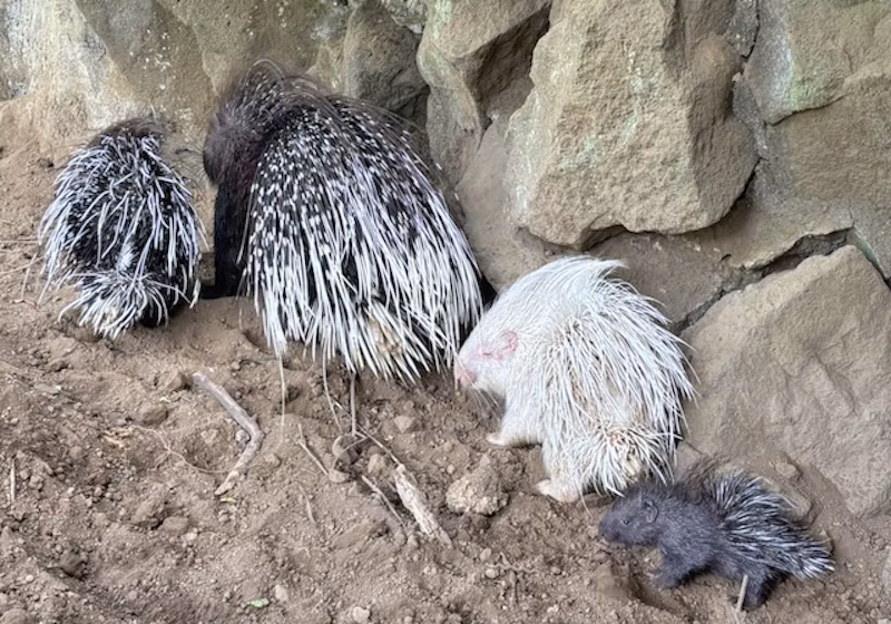 親、双子のきょうだい、赤ちゃん