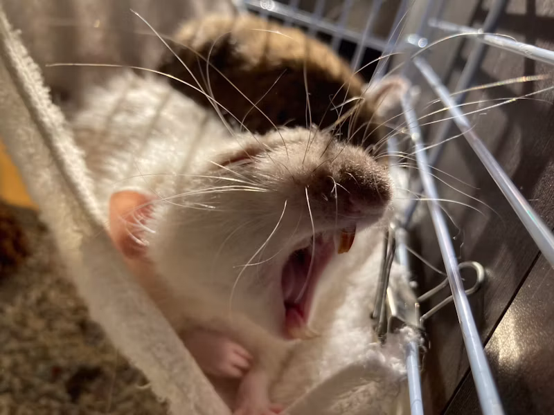 大きな口を開けるラット