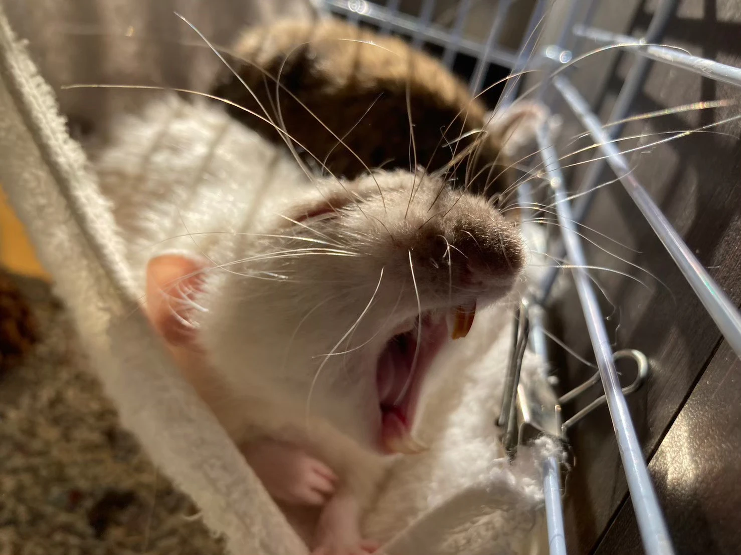 大きな口を開けるラット