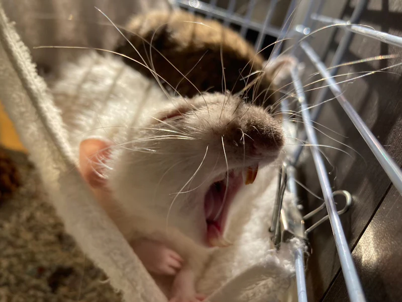 大きな口を開けるラット