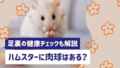 ハムスターに肉球はある？足裏の構造と健康チェックのポイントを解説のサムネイル画像