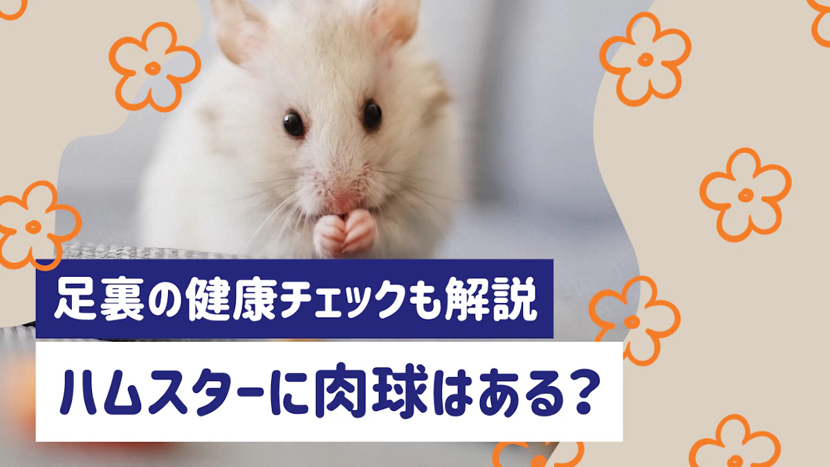 ハムスターに肉球はある？足裏の構造と健康チェックのポイントを解説のサムネイル画像