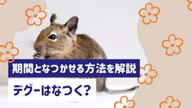 デグーはなつく？なつくまでの期間となつかせる方法を徹底解説のサムネイル画像
