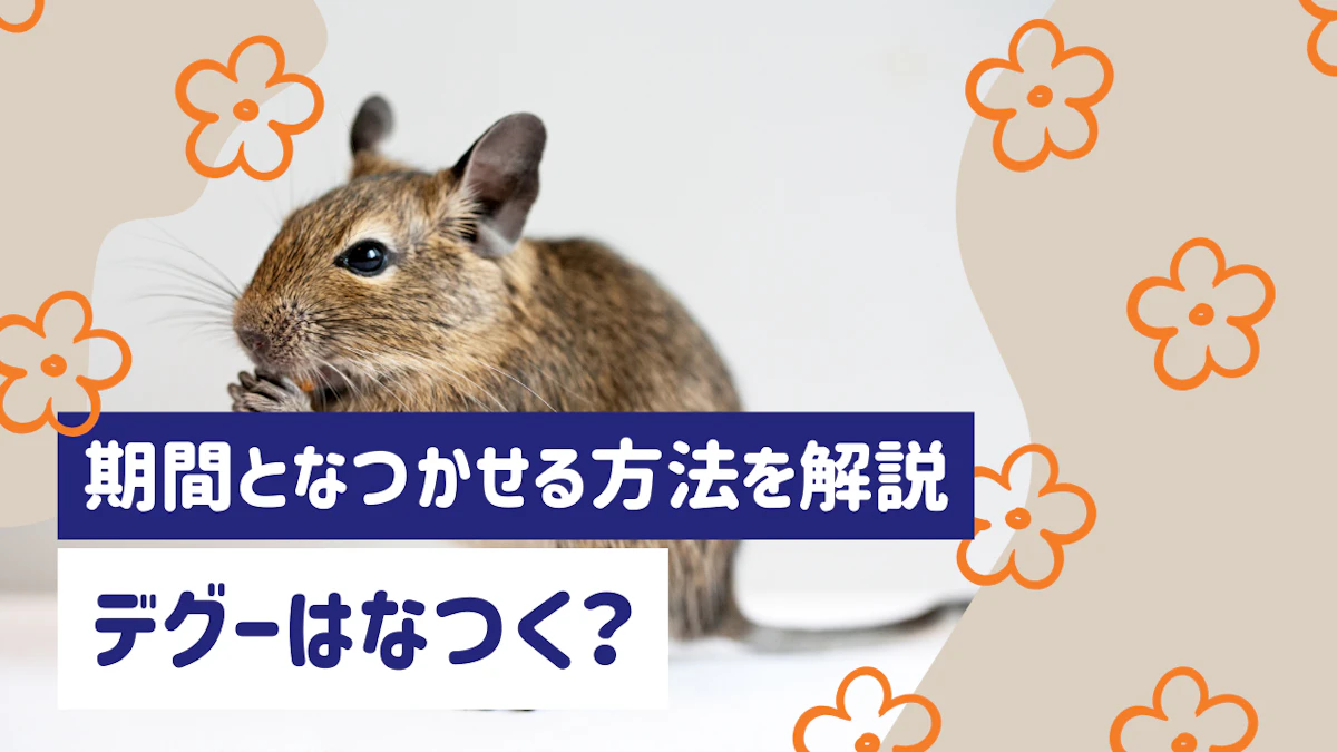 デグーはなつく？なつくまでの期間となつかせる方法を徹底解説