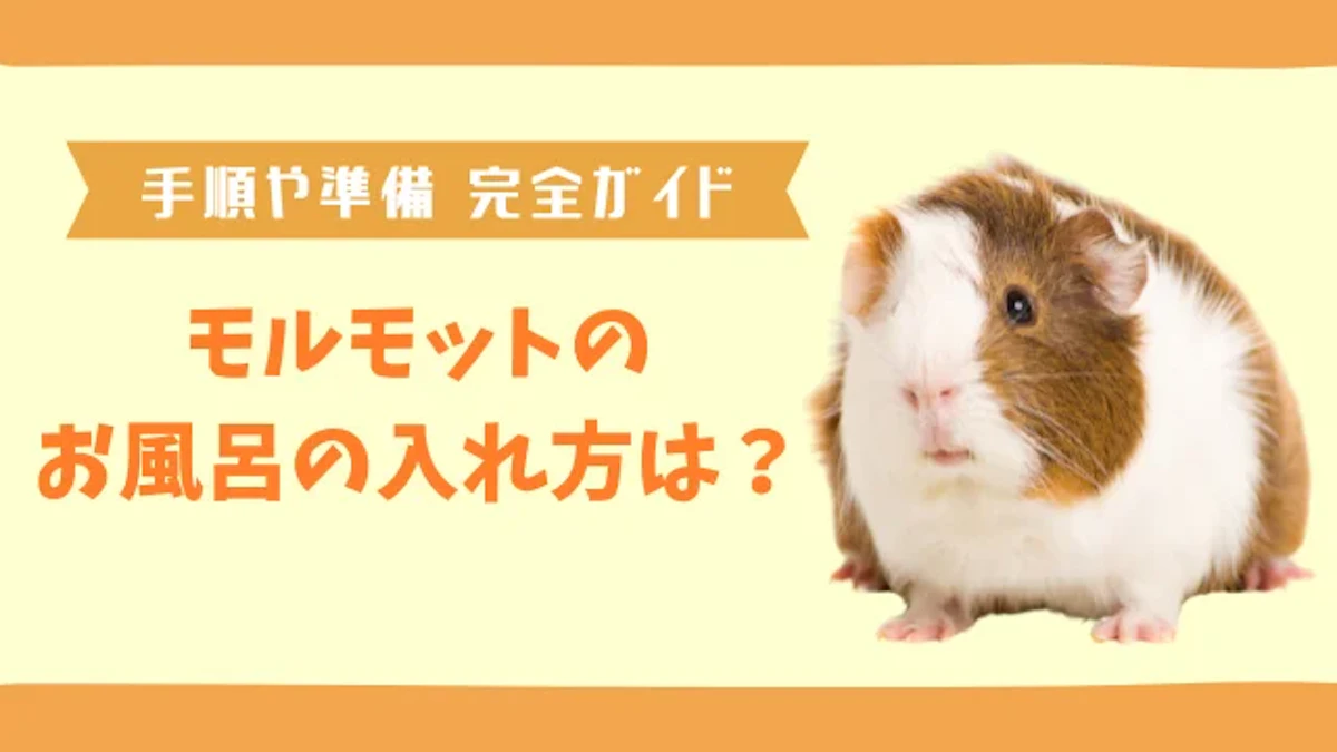 モルモットのお風呂の入れ方完全ガイド｜手順や必要なものを紹介のサムネイル画像