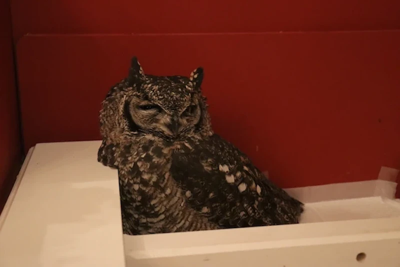 アフリカワシミミズクのジュノ