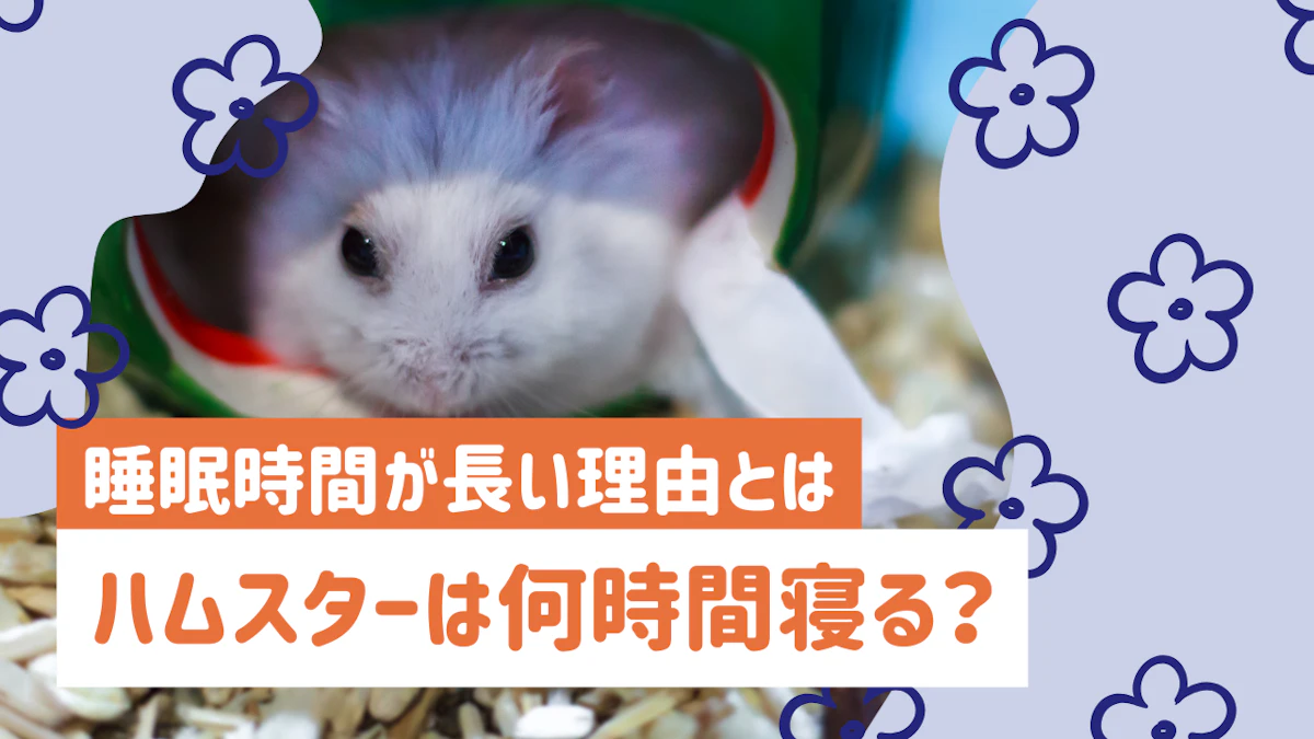 ハムスターの睡眠時間はどれくらい？たくさん寝る理由を解説のサムネイル画像