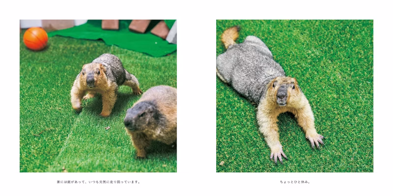 くつろぐマーモット