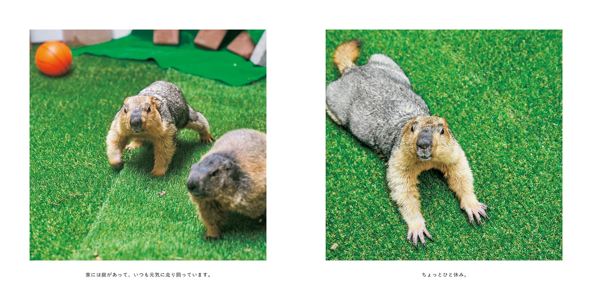 くつろぐマーモット