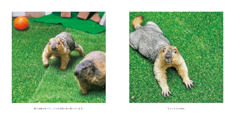 くつろぐマーモット