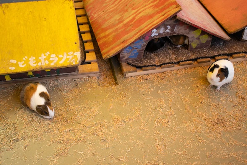 モルモットの小屋