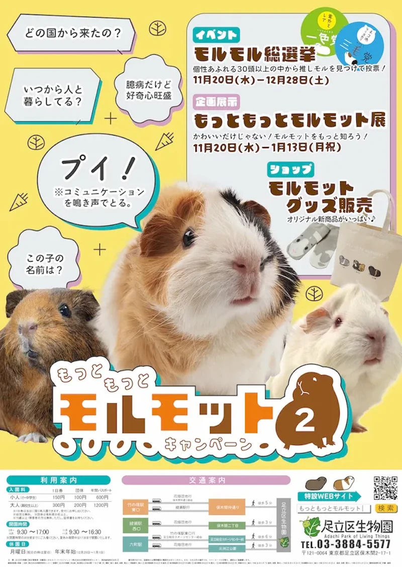 もっともっとモルモットキャンペーン2　ポスタービジュアル