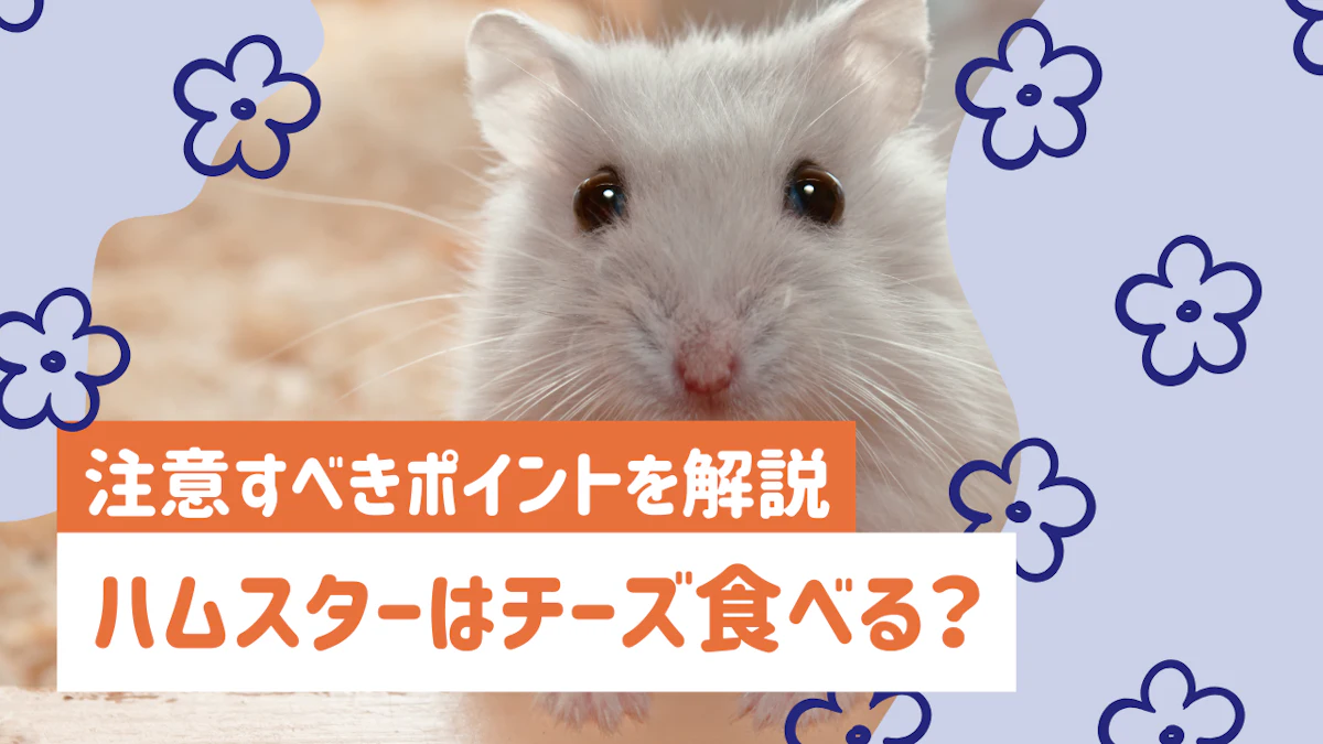 ハムスターにチーズは与えていい？注意すべきポイントを解説