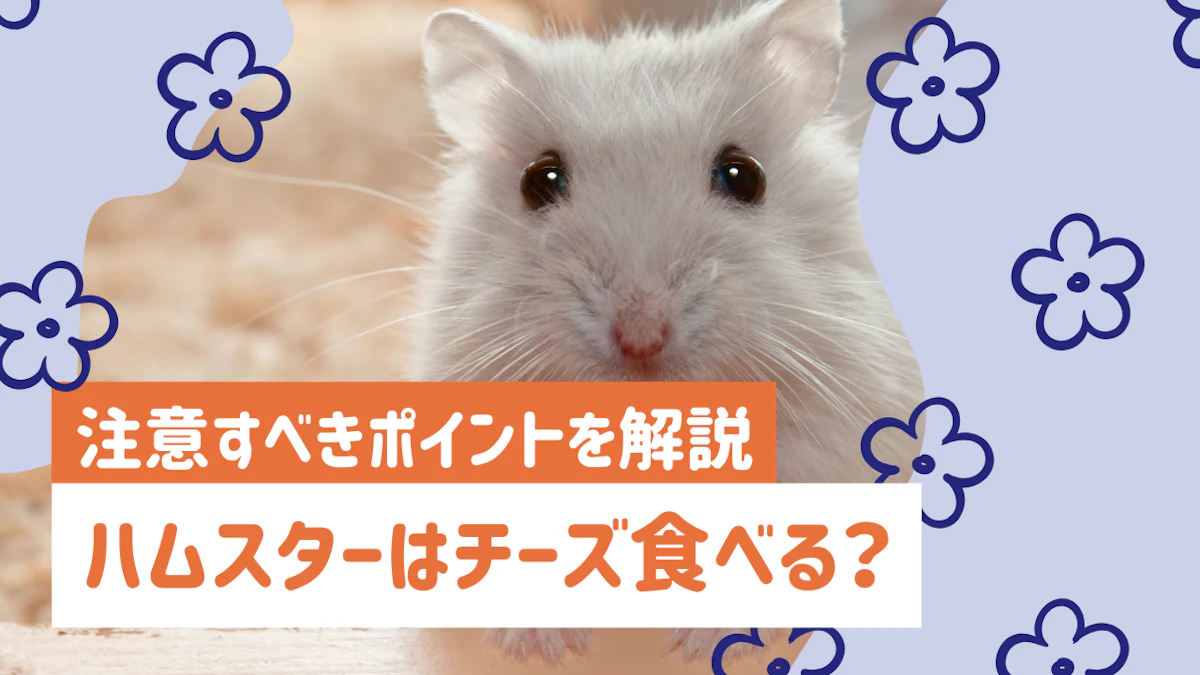 ハムスターにチーズは与えていい？注意すべきポイントを解説