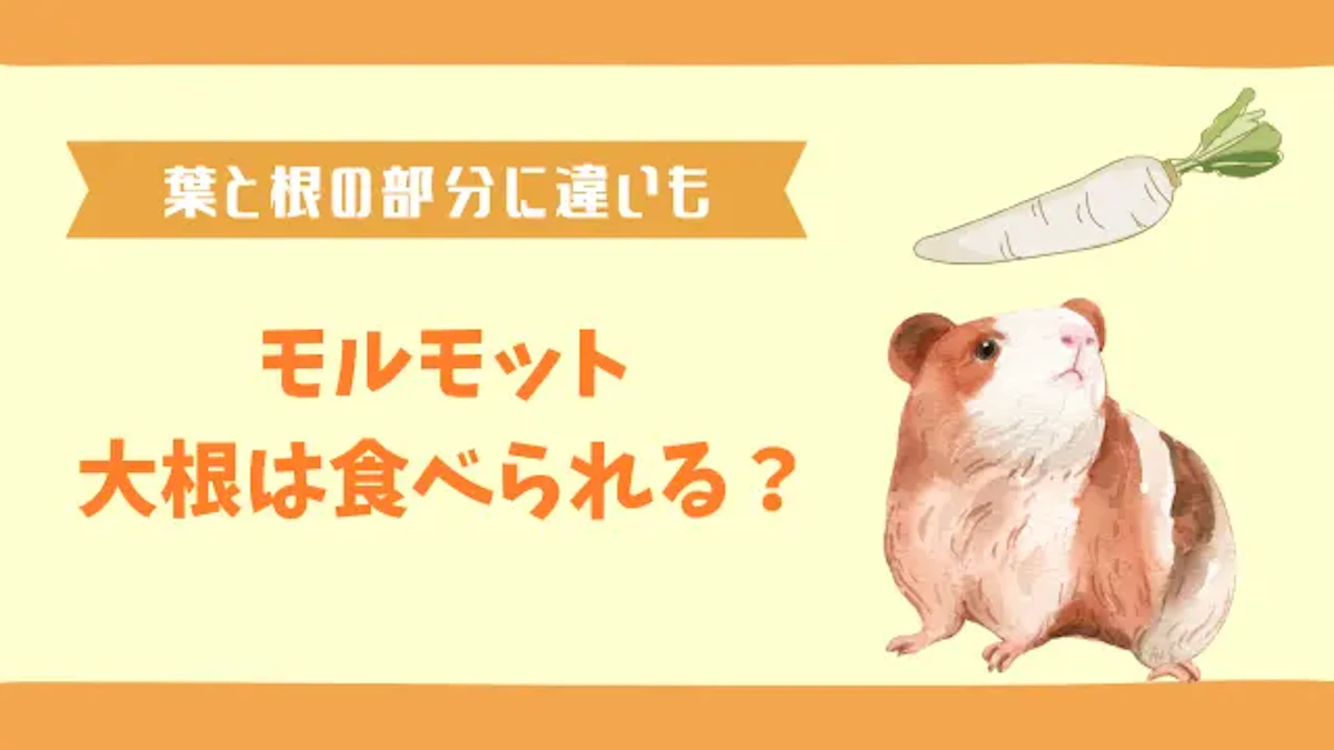 モルモットは大根の根も葉も食べる｜皮を与えることも問題ないですのサムネイル画像