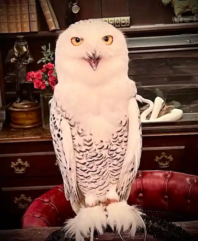 シロフクロウのロビン館長
