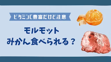 みかんはモルモットにとって健康的なおやつ！皮は必ず剥いてあげようのサムネイル画像