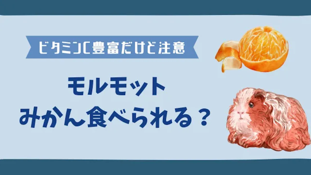 みかんはモルモットにとって健康的なおやつ！皮は必ず剥いてあげよう