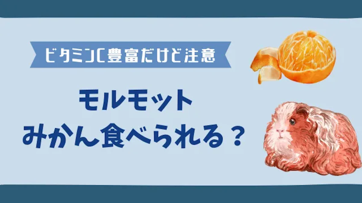 みかんはモルモットにとって健康的なおやつ！皮は必ず剥いてあげようのサムネイル画像