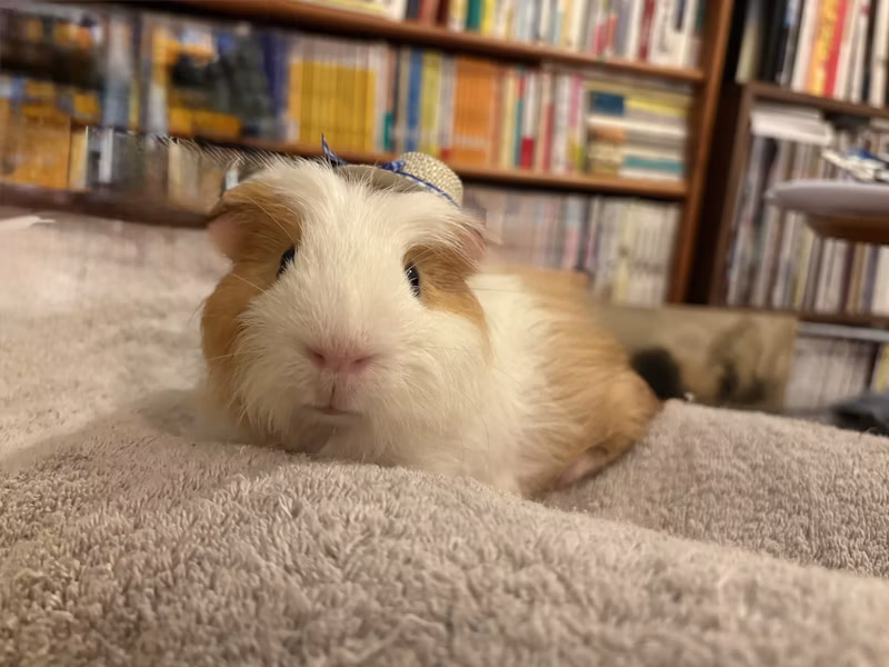 モルモットのてんちゃん