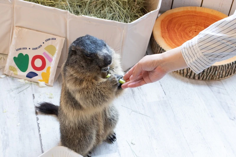 野菜を喜んで受け取ります