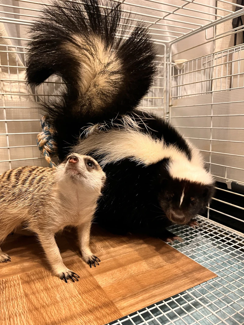 ミーアキャットの「いとちゃん」とスカンクの「よりちゃん」