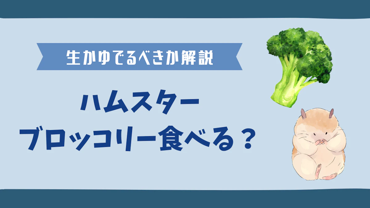 ハムスターにブロッコリーは生で与えるべき？安全な与え方と注意点を解説