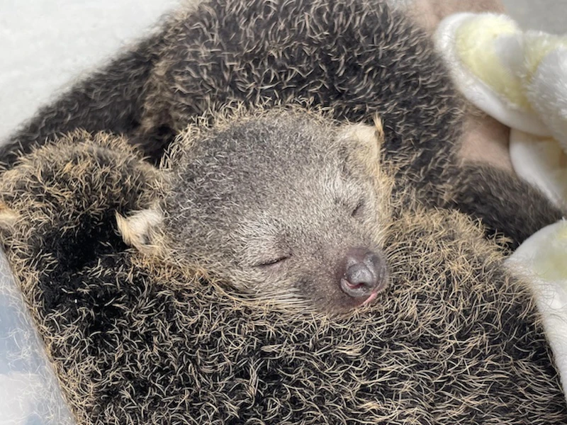 人工保育で順調に成長中