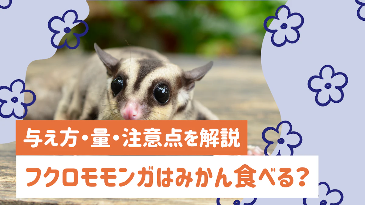 フクロモモンガにみかんはあげていい？適量や与え方、注意点を解説