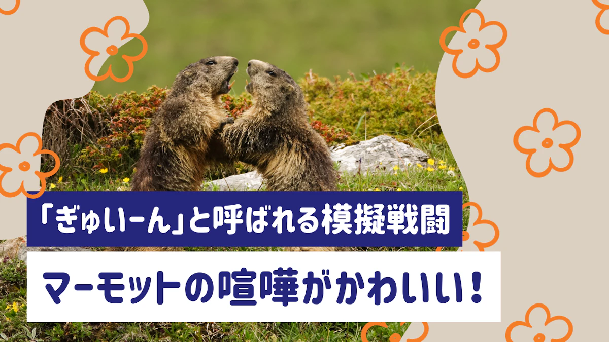 マーモットの喧嘩が可愛い！「ぎゅいーん」と呼ばれる模擬戦闘の意味のサムネイル画像