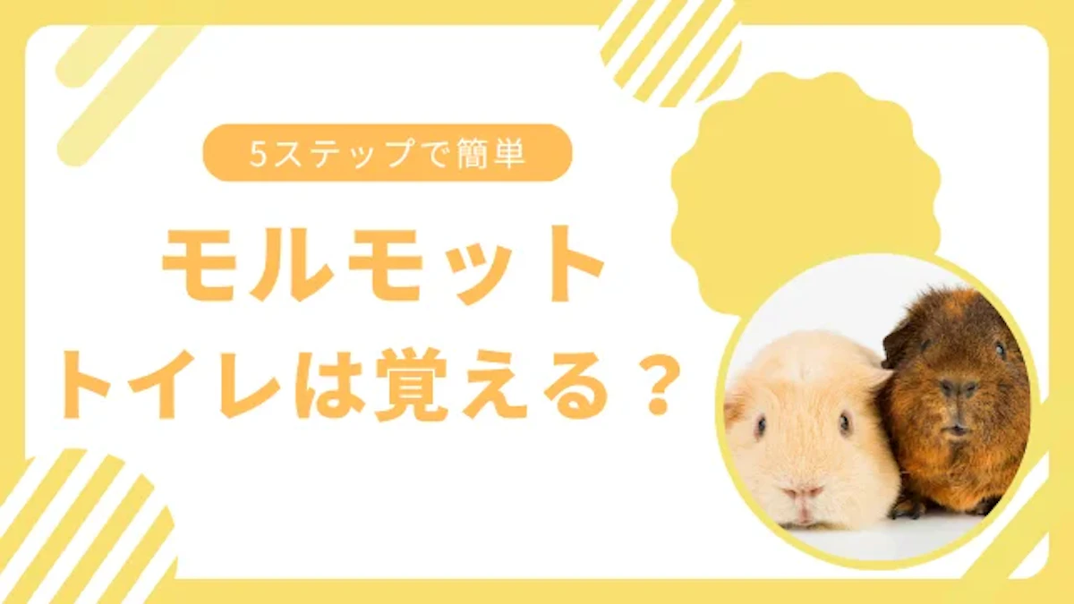 モルモットはトイレを覚える？ 5つの効果的な方法を紹介のサムネイル画像